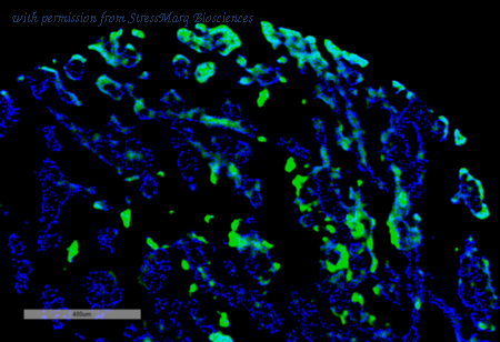 StressMarq Biosciences SMC-611 image 1