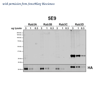 StressMarq Biosciences SMC-614 image 1