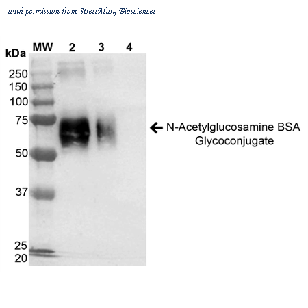 StressMarq Biosciences SPR-201 image 2