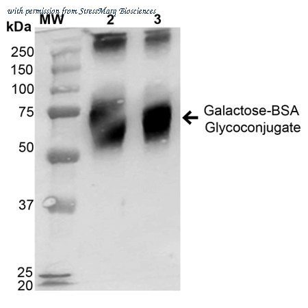 StressMarq Biosciences SPR-203 image 2