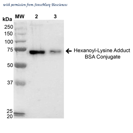 StressMarq Biosciences SPR-205 image 2