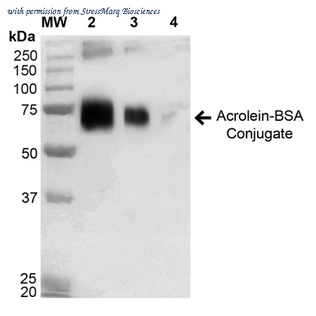StressMarq Biosciences SPR-206 image 2