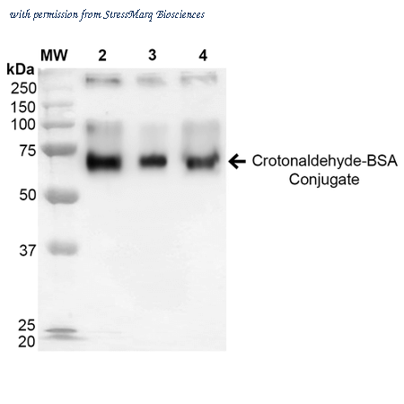 StressMarq Biosciences SPR-207 image 2