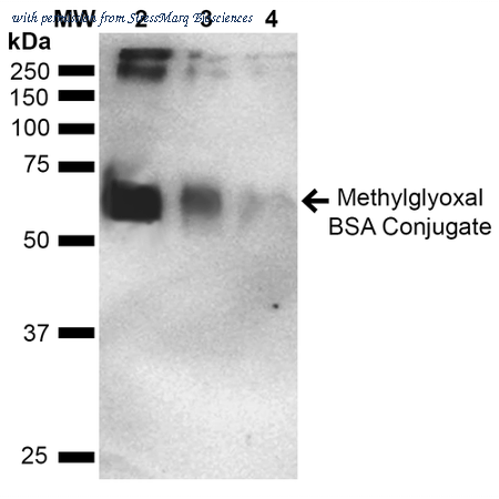 StressMarq Biosciences SPR-208 image 2