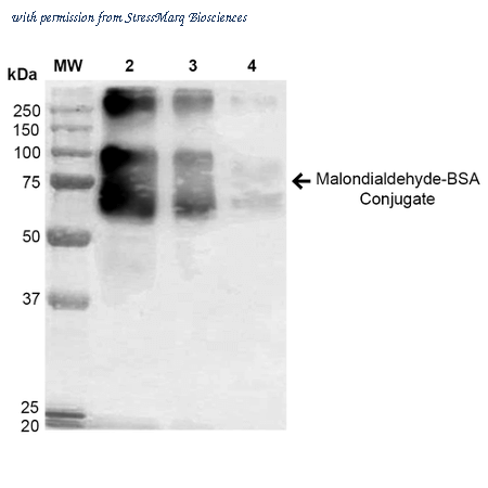 StressMarq Biosciences SPR-209 image 2