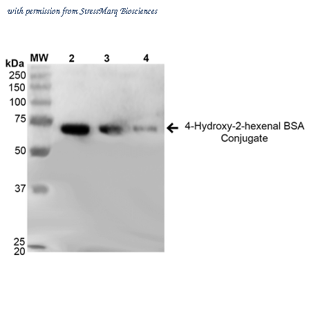 StressMarq Biosciences SPR-210 image 2