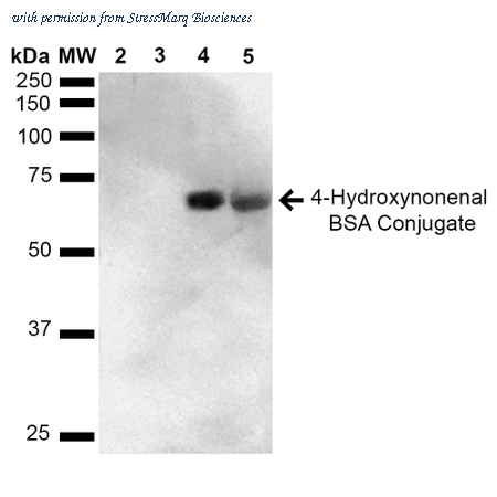 StressMarq Biosciences SPR-211 image 2
