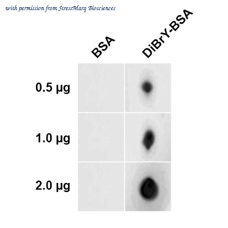 StressMarq Biosciences SPR-212 image 2