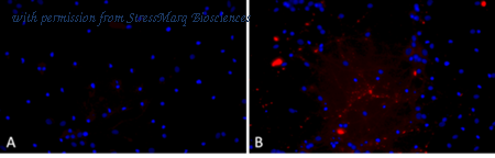 StressMarq Biosciences SPR-326 image 1