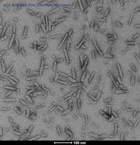 StressMarq Biosciences SPR-326 image 3