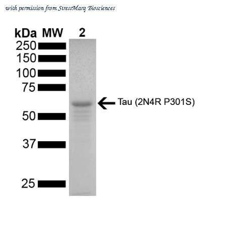 StressMarq Biosciences SPR-327 image 1
