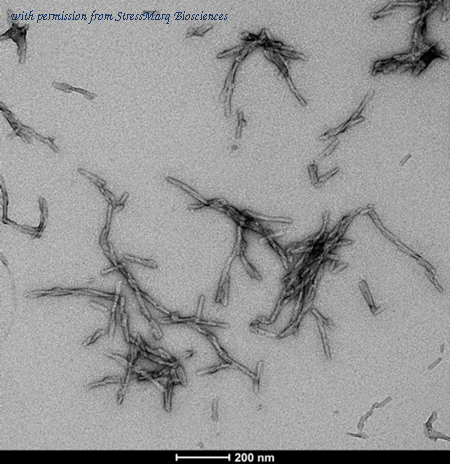 StressMarq Biosciences SPR-494 image 1
