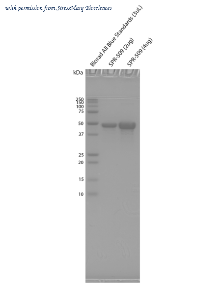 StressMarq Biosciences SPR-509 image 1