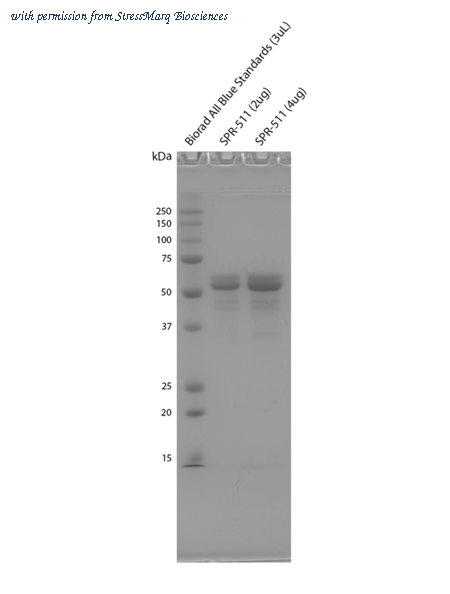 StressMarq Biosciences SPR-511 image 1