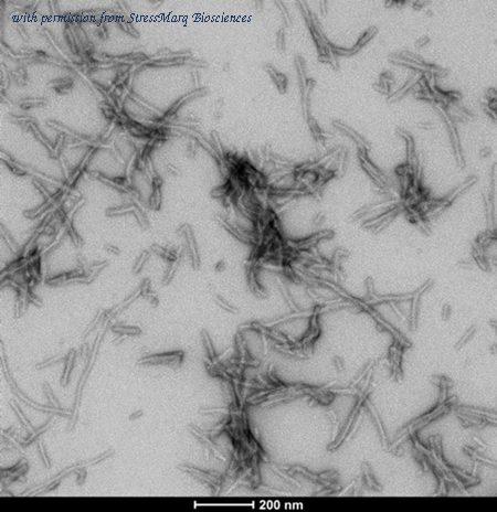 StressMarq Biosciences SPR-512 image 1