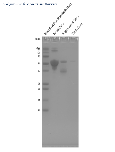 StressMarq Biosciences SPR-512 image 3