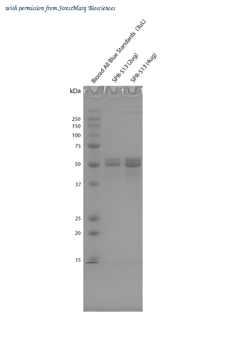 StressMarq Biosciences SPR-513 image 1