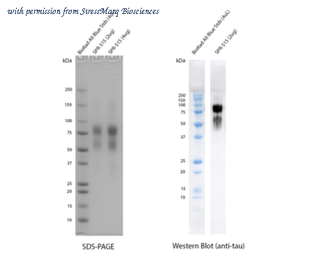 StressMarq Biosciences SPR-515 image 1