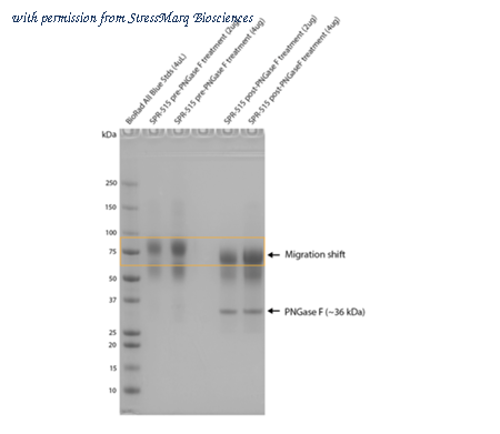 StressMarq Biosciences SPR-515 image 2