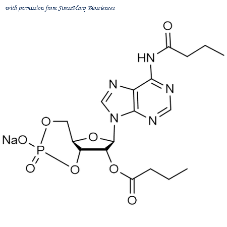 StressMarq Biosciences SIH-632 image 1
