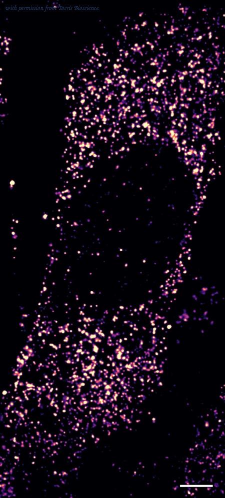 Tocris Bioscience 8159/200U image 1
