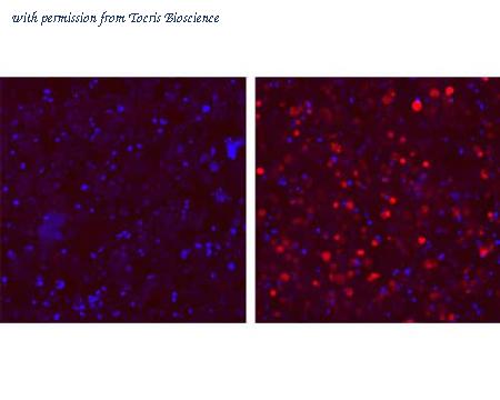 Tocris Bioscience 8101/100U image 1