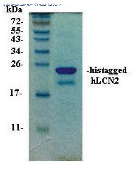 Toronto BioScience 41050 image 1