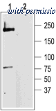 Alomone Labs ACC-003 image 1
