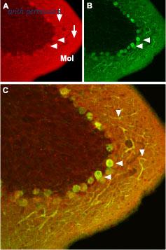 Alomone Labs ACC-003 image 2