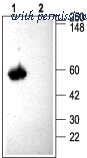 Alomone Labs ACC-008 image 1