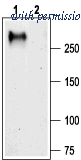 Alomone Labs ACC-021 image 1