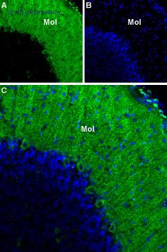 Alomone Labs ACC-021 image 3