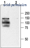 Alomone Labs ACC-030 image 1