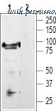 Alomone Labs ACC-030 image 3
