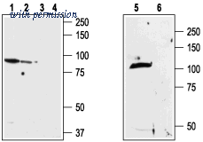 Alomone Labs ACC-039 image 1
