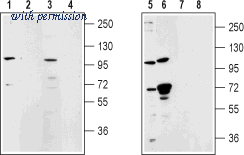 Alomone Labs ACC-045 image 1