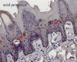 Alomone Labs ACC-045 image 2