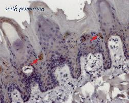 Alomone Labs ACC-045 image 3