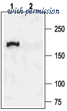 Alomone Labs ACL-006 image 1