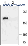 Alomone Labs ACL-006 image 3