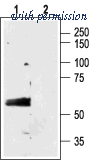 Alomone Labs AGA-003 image 1