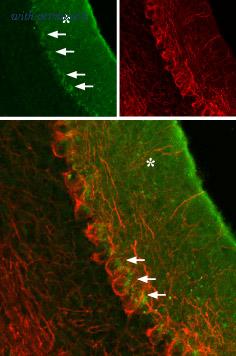 Alomone Labs AGA-003 image 2
