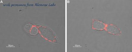 Alomone Labs AGA-003 image 3