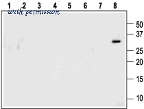 Alomone Labs ANT-012 image 3