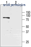 Alomone Labs APC-001 image 1