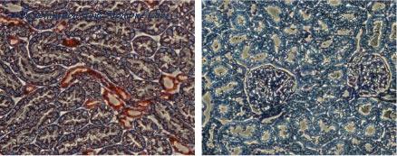 Alomone Labs APC-001 image 3