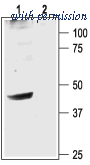 Alomone Labs APC-006 image 1