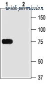 Alomone Labs APC-010 image 1