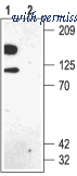 Alomone Labs APC-012 image 1