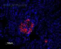 Alomone Labs APC-012 image 2
